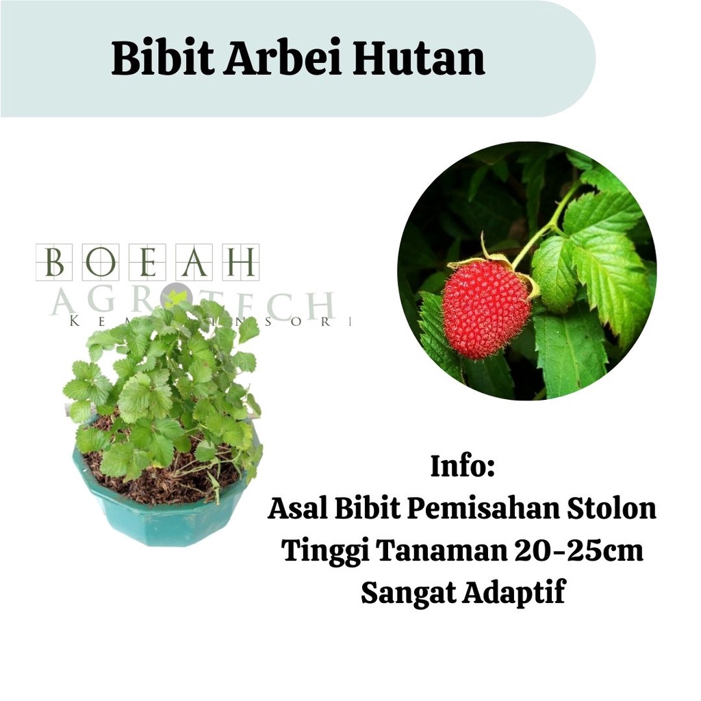 Bibit Tanaman Arbei Hutan