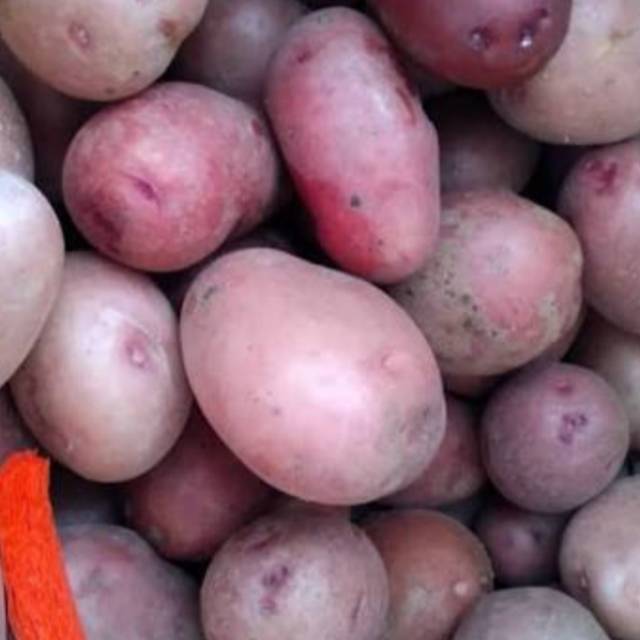 

Kentang Ungu Dieng Super 1kg