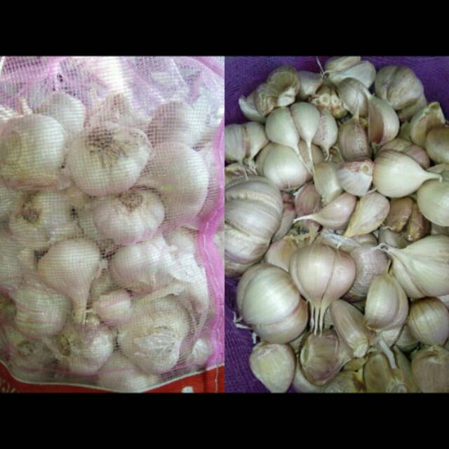 Bawang Putih Kating KOTOR per 1 kg