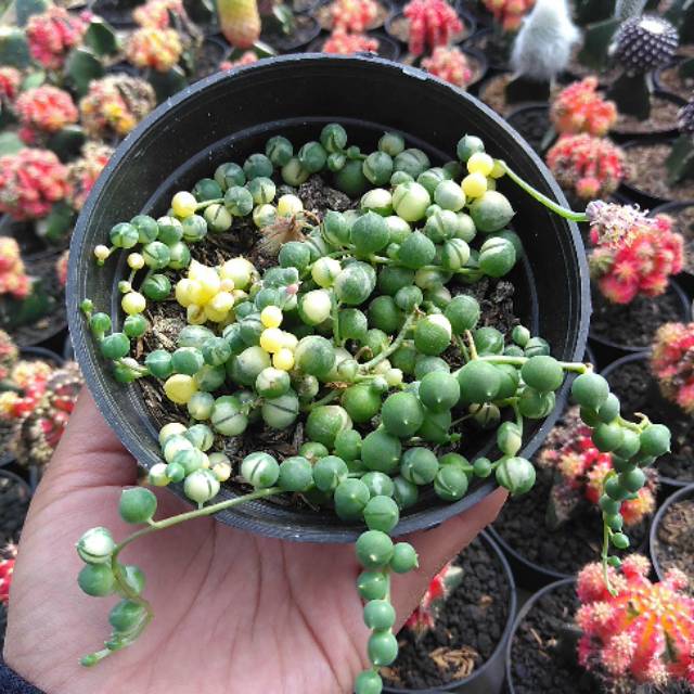 

Sop (string of pearl )