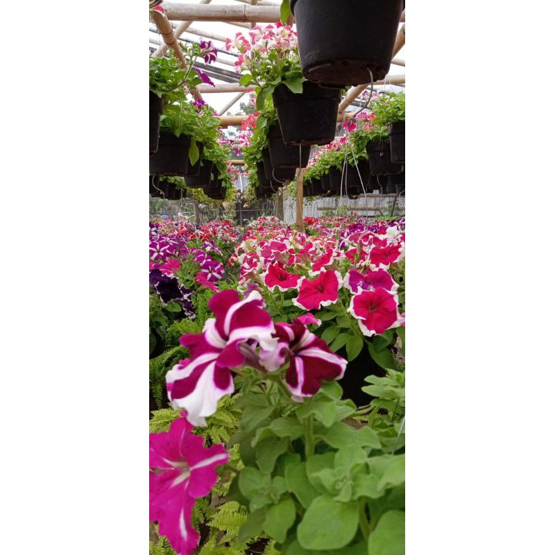 

Bunga Petunia