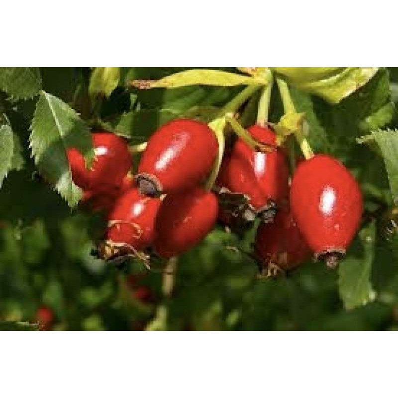 

Skin Dewi Rosehip Seed Oil, (Skincare Organic)