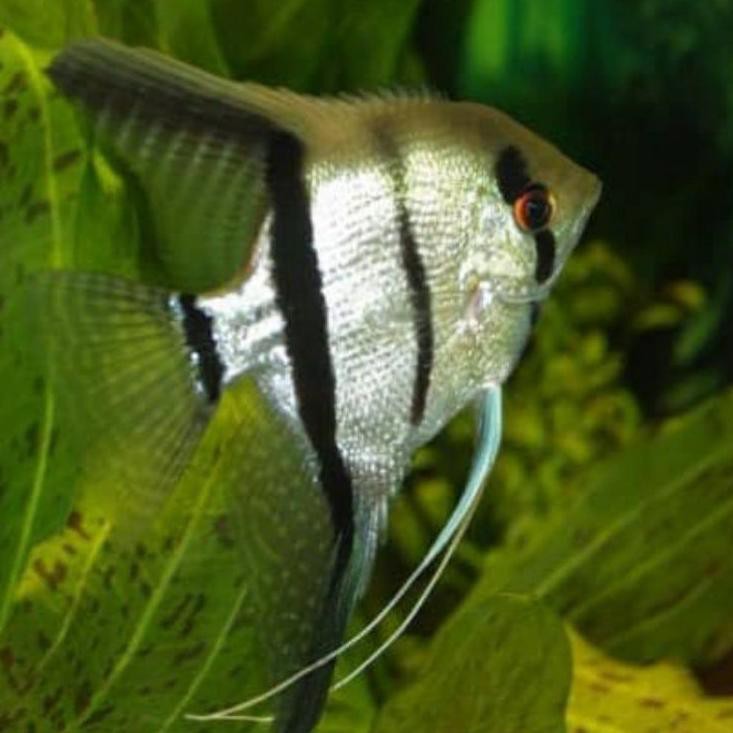 BISA COD ikan manfish altum