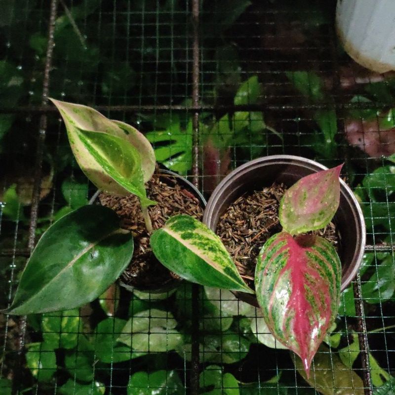 aglaonema carabian dan red regency dan ayunindi