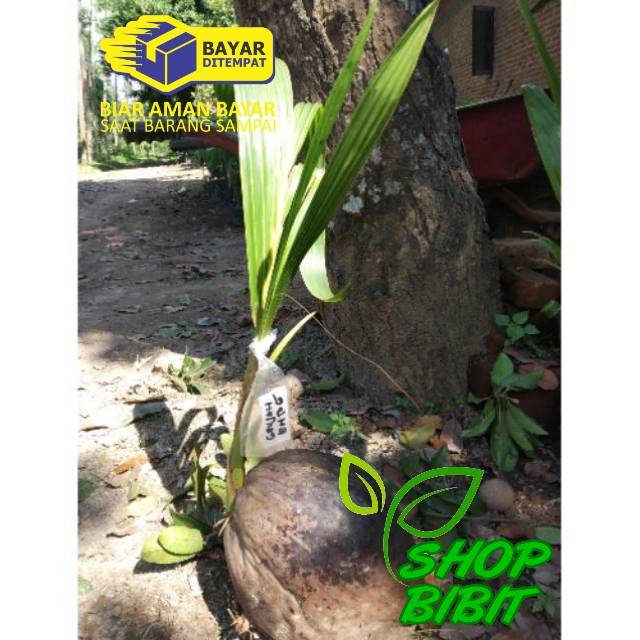 Bibit kelapa genjah entog (Jumbo)