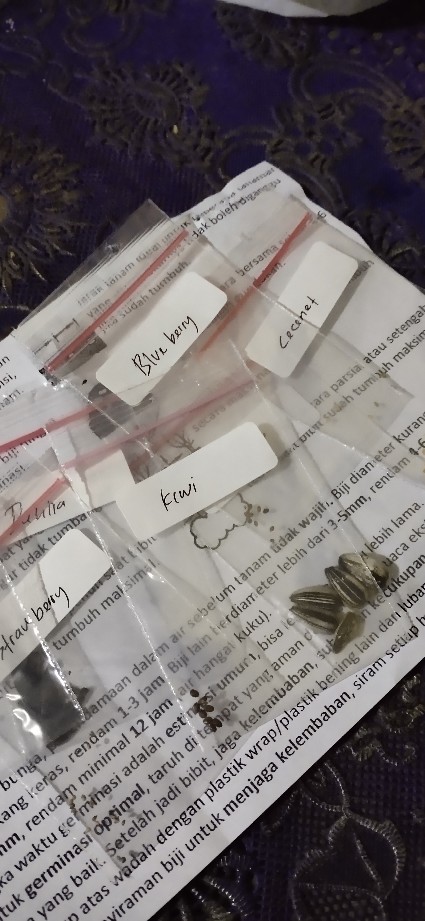 (isi 10 Butir)benih Blue Berry