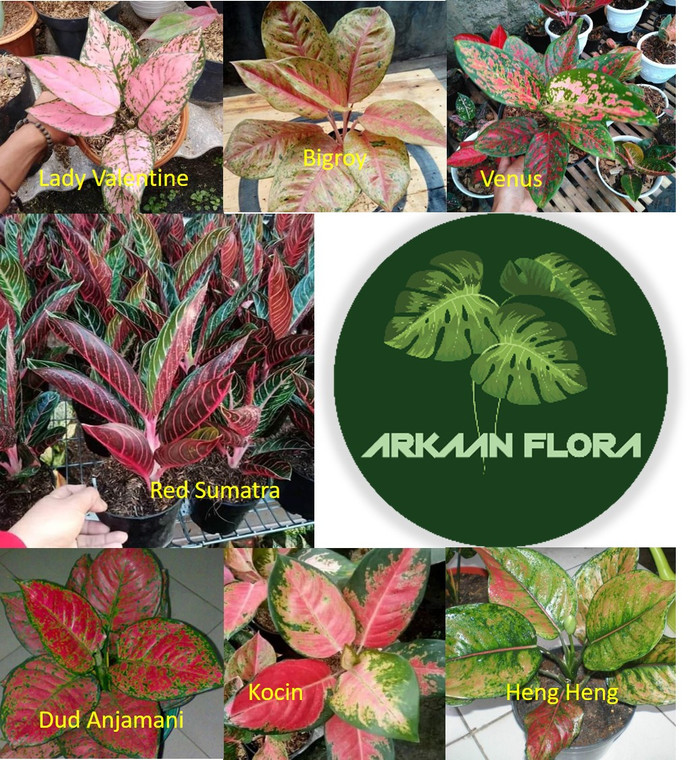 Tanaman Hias Aglonema - Paket Aglonema 7 Jenis