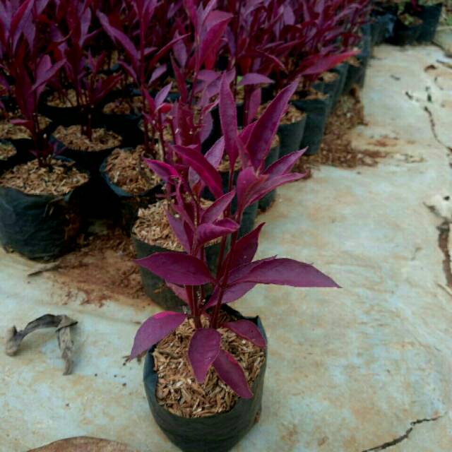 Tanaman hias miana ungu - pohon bayam ungu - ervah ungu