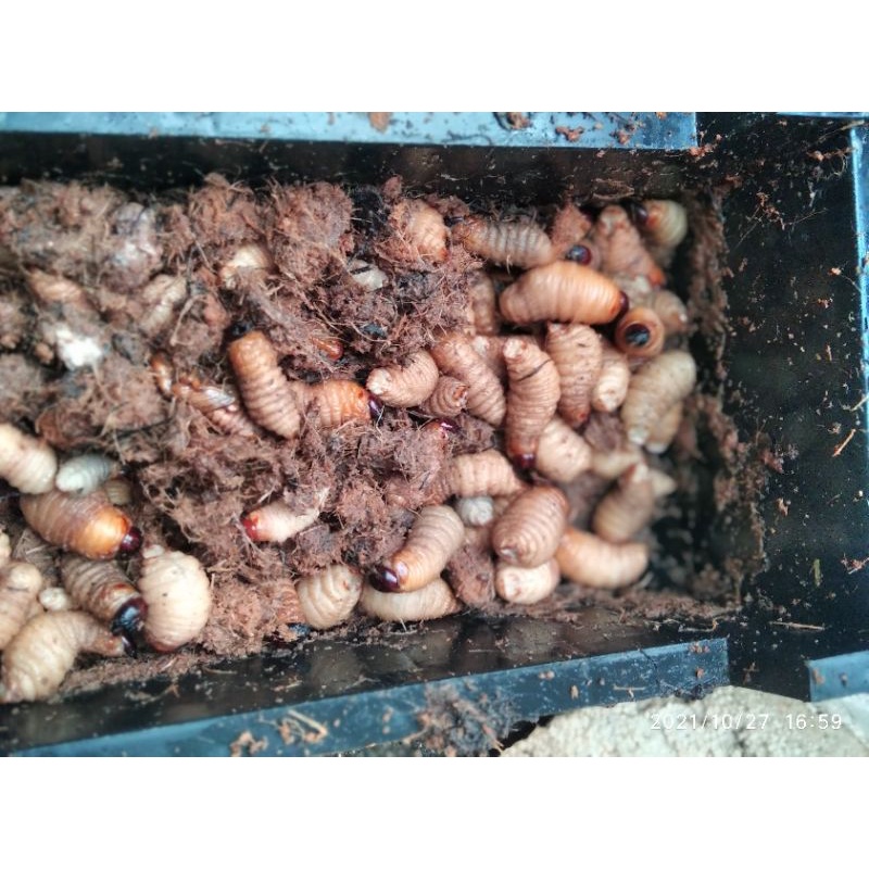 umpan pancing galatama ulat sagu ulat klapa