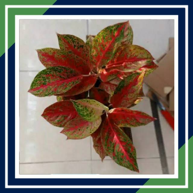 BISA COD CASSANDRA AGLONEMA AGLAONEMA Tanaman Hias BISA COD CASSANDRA AGLONEMA AGLAONEMA Tanaman Hias
