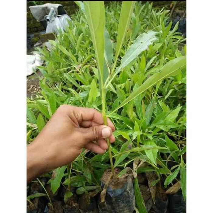 bibit pohon tabebuya - pohon tabebuya