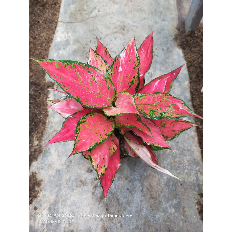 bunga aglonema import Rubi Garuda