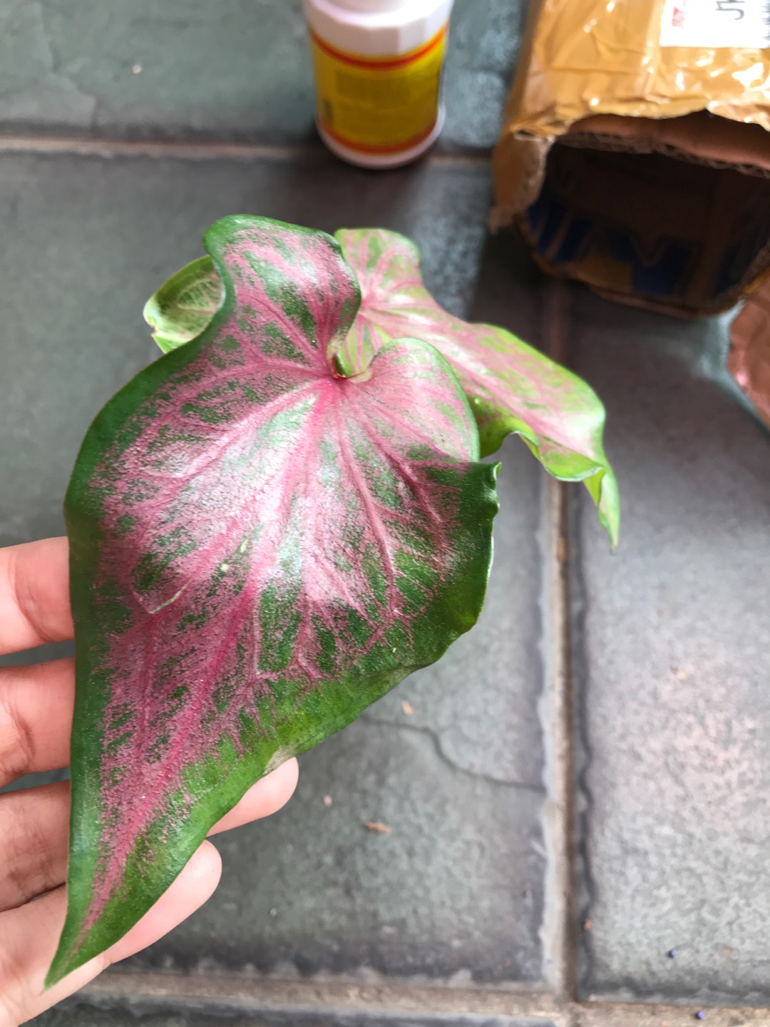 Caladium Whorton,bibit Caladium ,keladi Hias