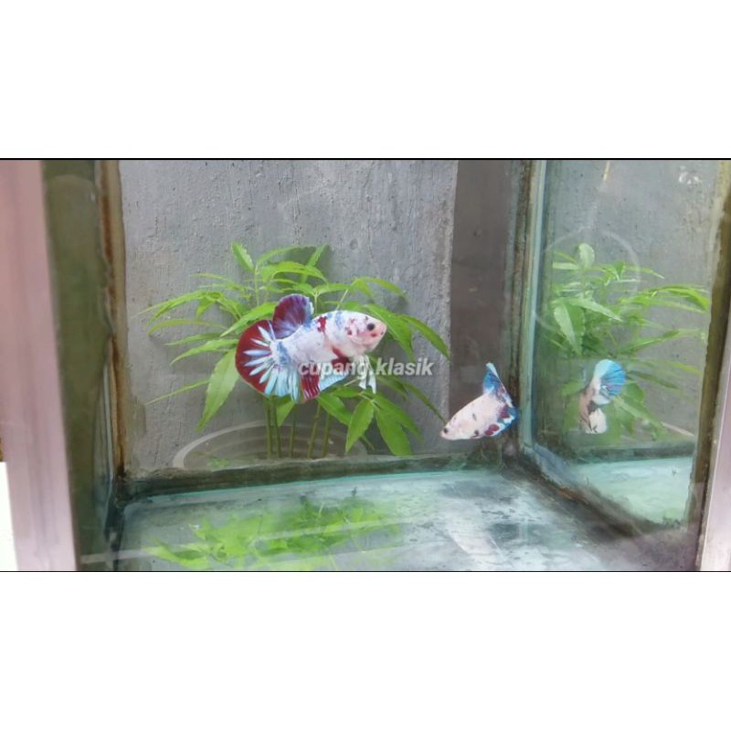 Cupang 1 pair/sepasang Multicolor