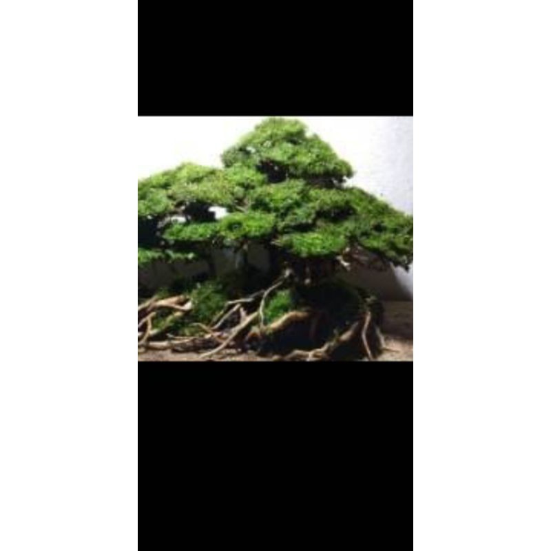 

Pesananhususs
