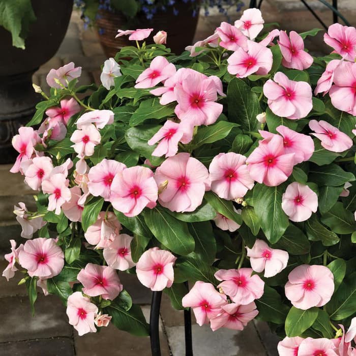 Tanaman Vinca gantung impor holland bunga pink / Titan Rose Halo Vinca | Shopee Indonesia