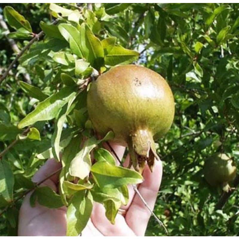 

BUAH DELIMA SEGAR ORGANIK PUTIH | MULTIVITAMIN | BIS AUNTUK PROMIL DAN OBAT