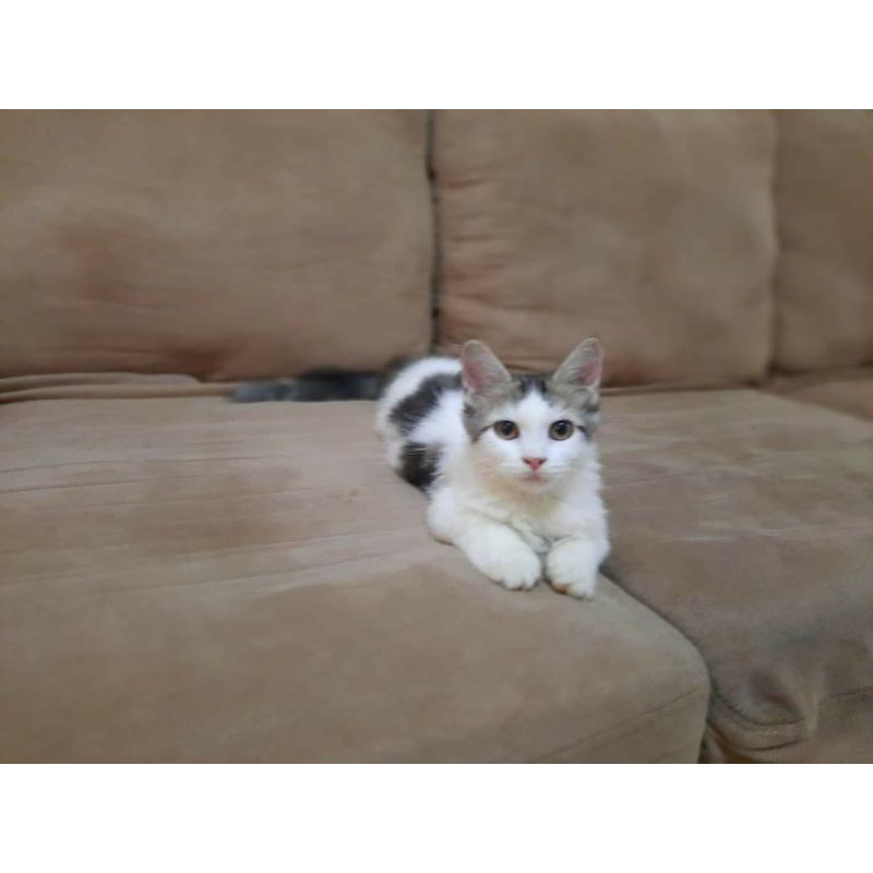 Kitten Munchkin Ns Betina