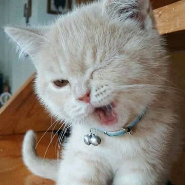 abdul.rahman.pasaribu