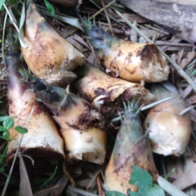 Jual rebung/bambu kuning obat kerbal