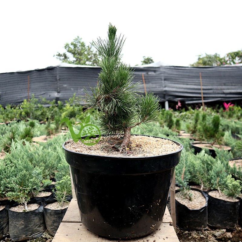 Bonsai Japanese Black Pine - 4