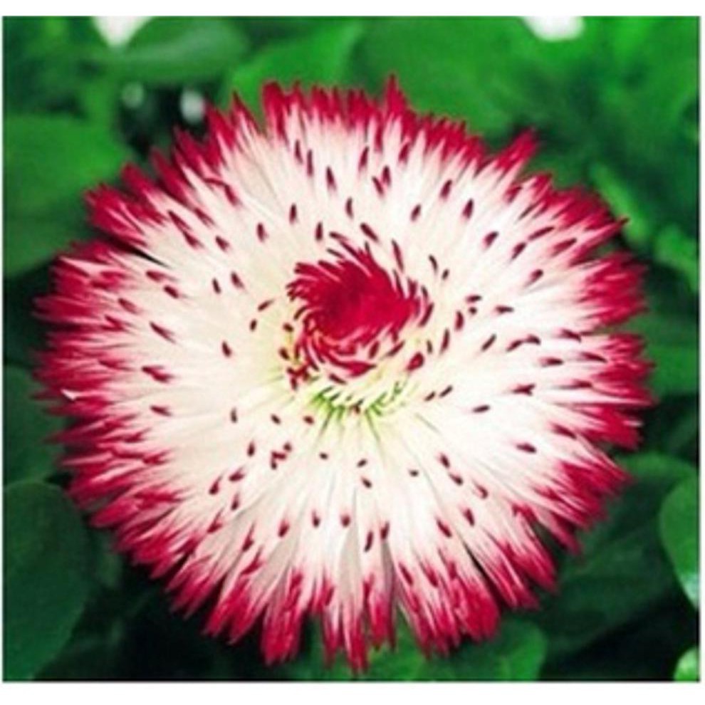 5 biji bunga krisan cream