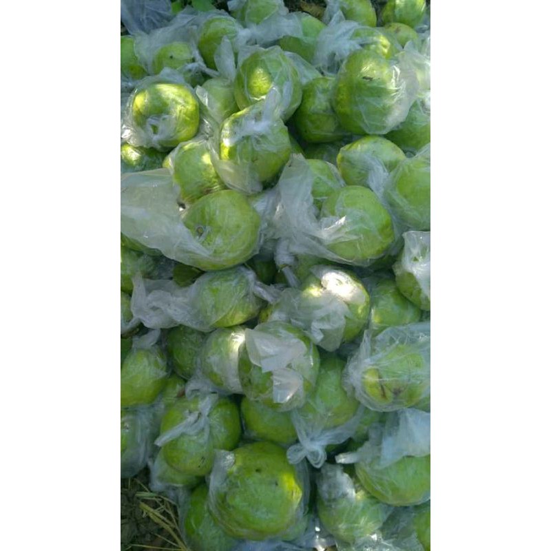 

jambu.kristal