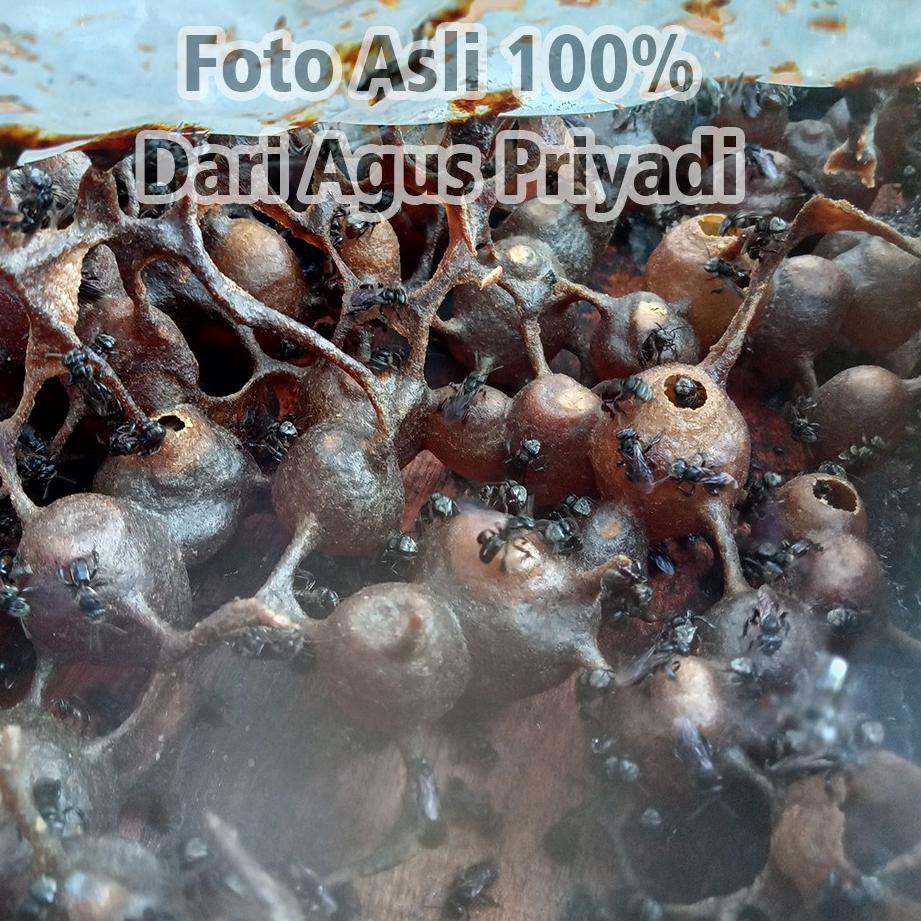 FJD.01Jl22c | Jual Pot Madu atau Kantong Madu Buatan dari propolis untuk Lebah Trigona kelulut Itama