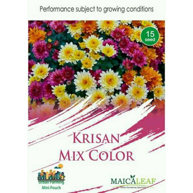 15 Benih Bunga Krisan Chrysanthemum Sp Shopee Indonesia