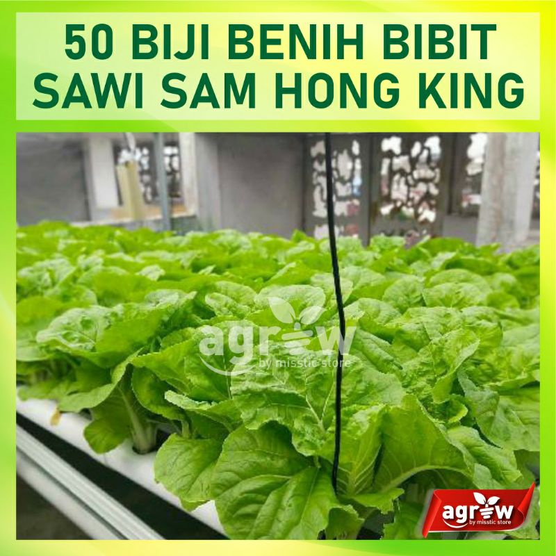 50 Benih Sawi Samhong King Keriting F1 Hibrida Sayuran - Bibit Tanaman Sayur Unggul