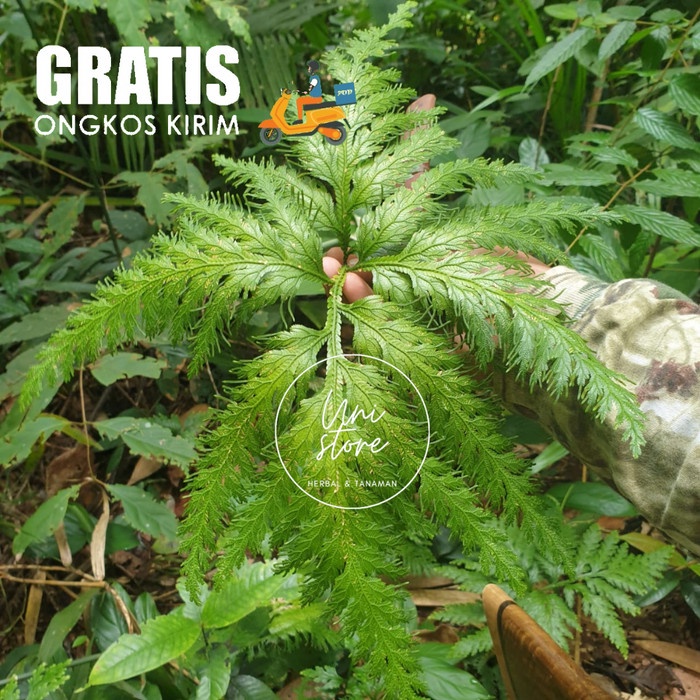 (COD) Pakis hutan langka - tanaman hias jungle/hutan