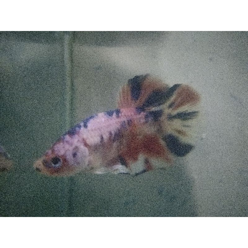 Cupang Nemo Multi warna Pink Kombinasi Real Pict