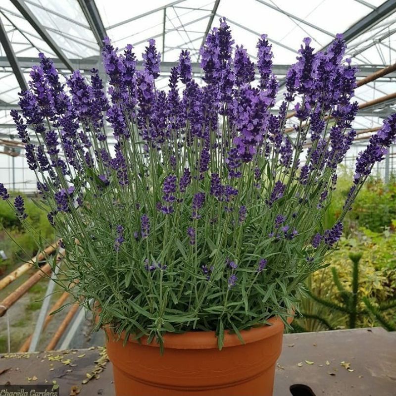 Tanaman lavender - tanaman anti nyamuk - tanaman bunga lavender