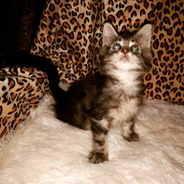 Maine Coon (sold)