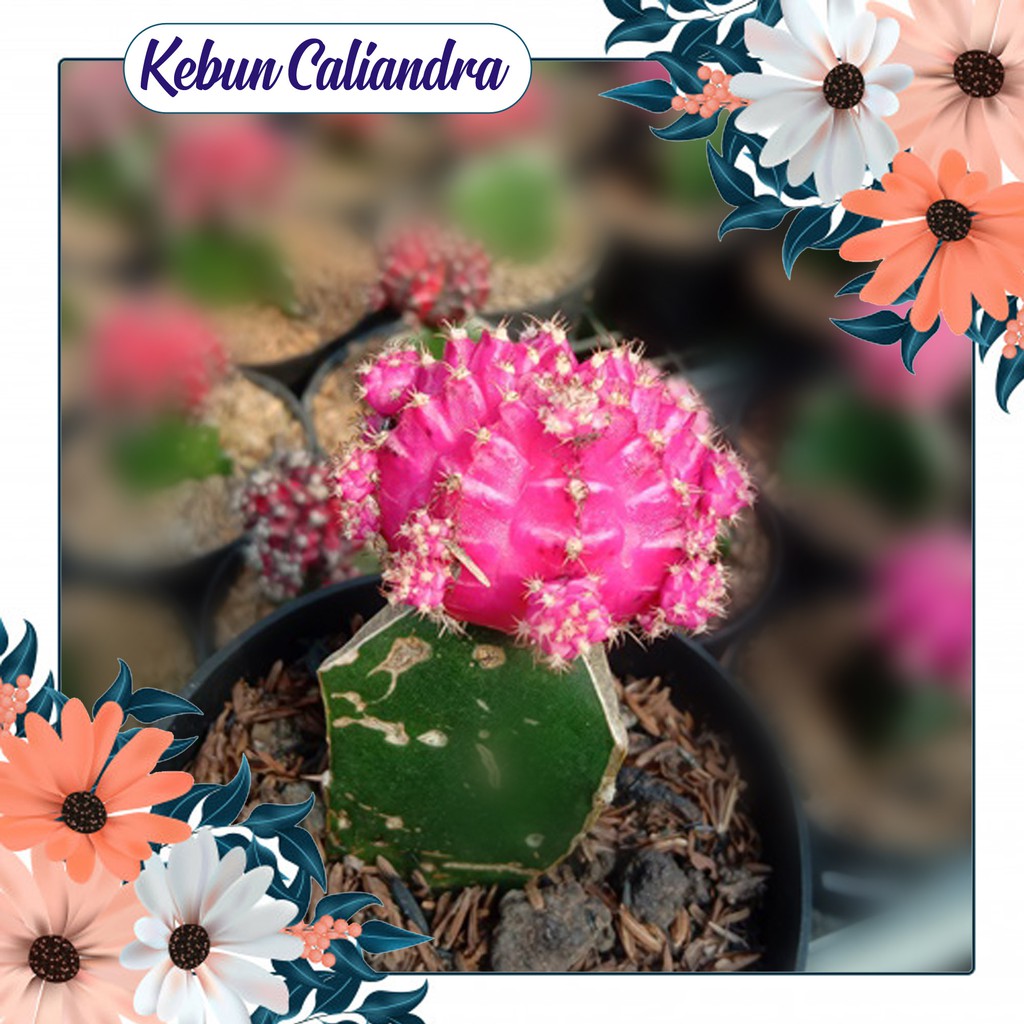 Kebun Kaliandra - Tanaman Hias Kaktus Pink