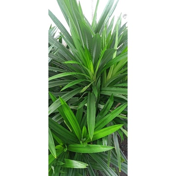 

daun pandan wangi