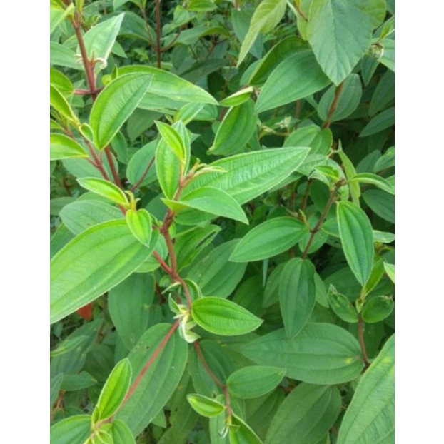 

daun senggani herbal⭐⭐⭐⭐⭐