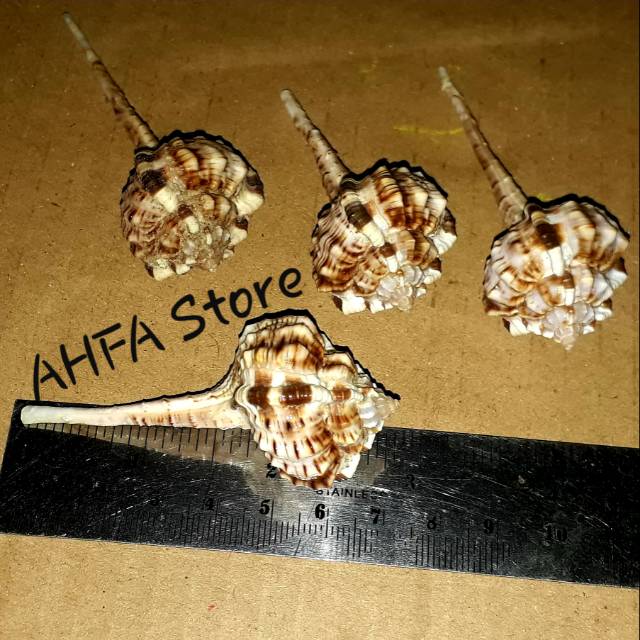 Cangkang Kerang Pentung Untuk Hoby dan Koleksi