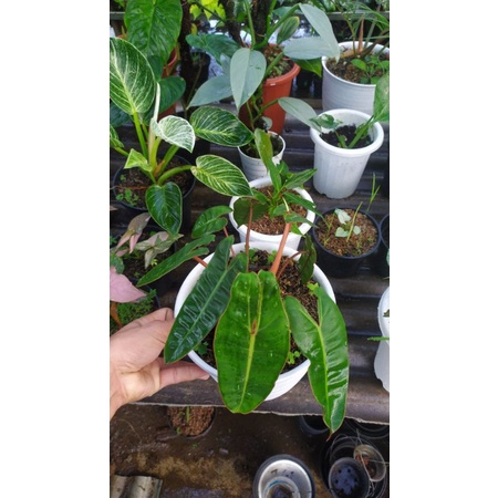 Philodendron Kabel Busi Original