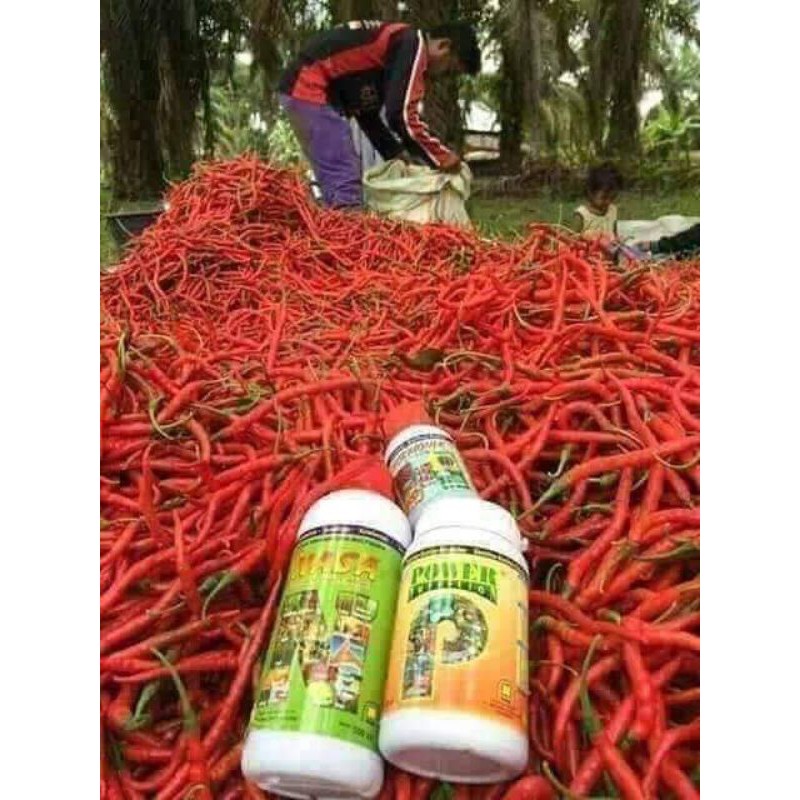 PUPUK PELEBAT BUAH CABE