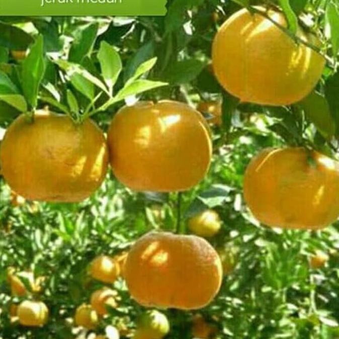 Bibit Pohon Buah Jeruk Medan Manis. Sif Oxy
