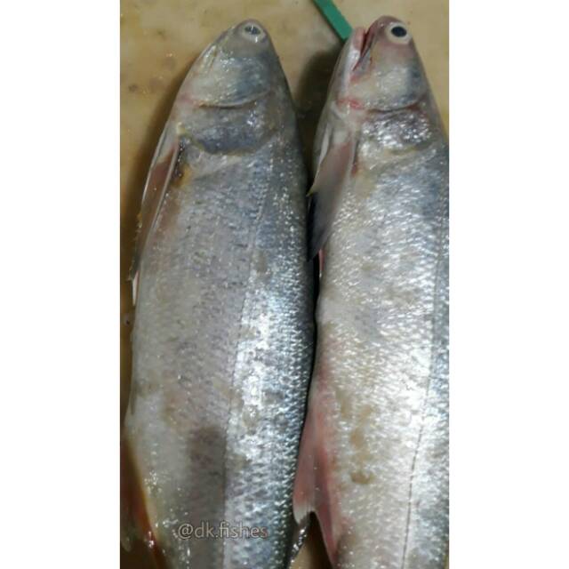 

Senangin Gubal / Pack 1.5kg