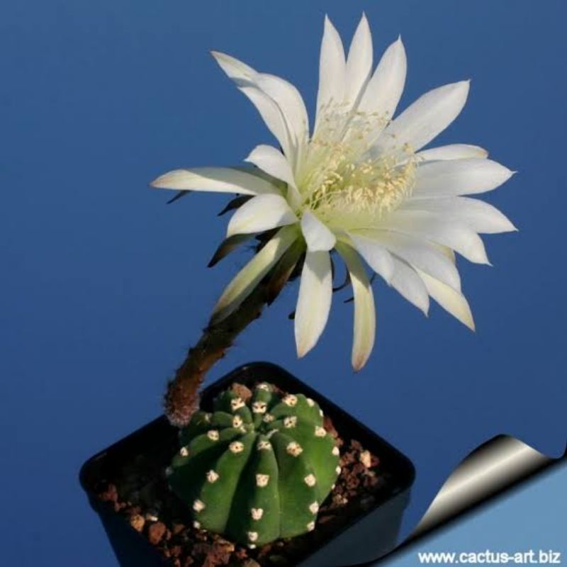 Kaktus ownroot Echinopsis subdenudata inermis