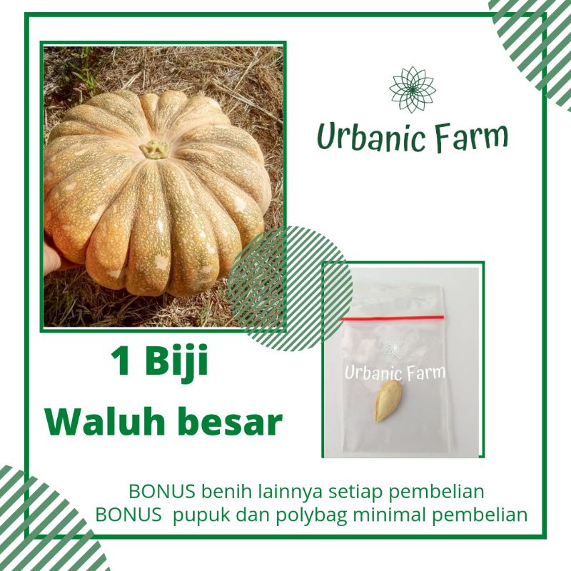 1 biji Benih waluh besar Wuluhan Bintang Asia - Benih Eceran Seribuan