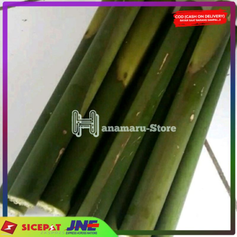 

Batang combrang atau batang honje ( 1kg )