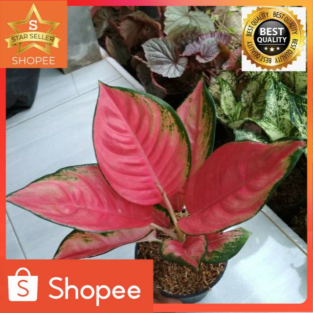 Tanaman hias AGLONEMA KOCHIN PINK-BIBIT AGLONEMA KOCHIN PINK
