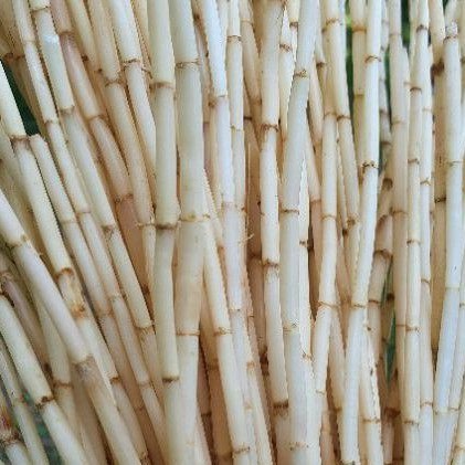 

Akar Alang Alang Segar 250gr Akar Eurih