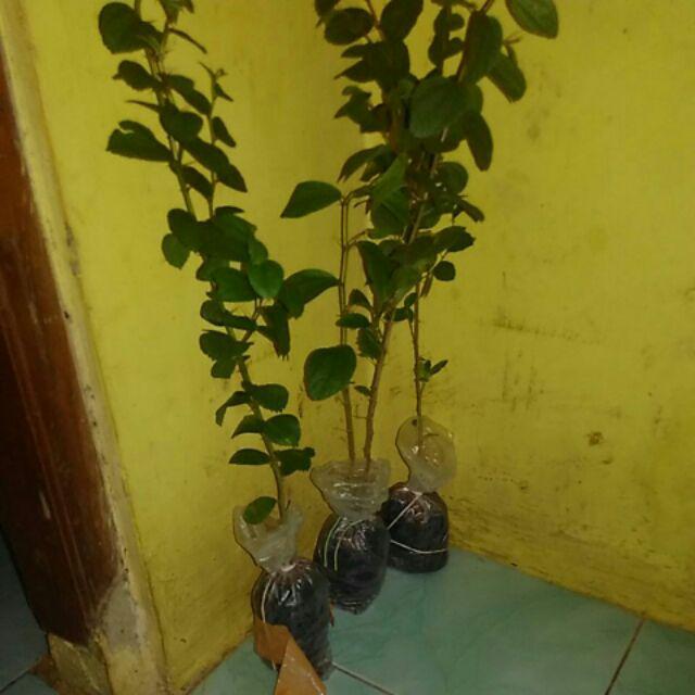 Bidara Arab Sidr #2 Pcs#