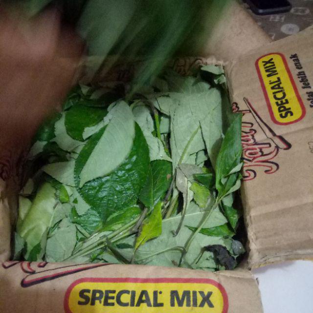 500 Gram Keji Beling / Pecah Beling Segar - Herbal Batu Ginjal