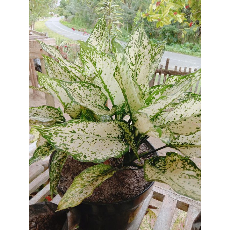 bunga keladi snow white